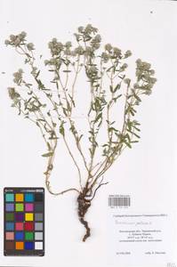 MHA 0 155 244, Дубровник белый, Дубровник беловойлочный L., Восточная Европа, Центральный лесостепной район (E6) (Россия)