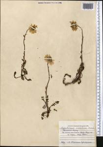 Tanacetum richterioides (C. Winkl.) K. Bremer & Humphries, Средняя Азия и Казахстан, Северный и Центральный Тянь-Шань (M4) (Казахстан)