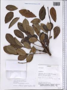 Psidium larueotteanum Cambess., Америка (AMER) (Парагвай)