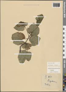 Липа сердцелистная, Липа мелколистная Mill., Кавказ, Армения (K5) (Армения)