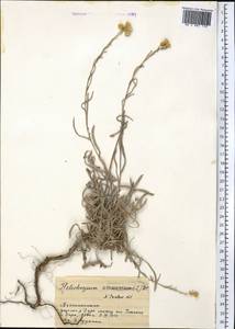 Цмин Мусы Nevski, Средняя Азия и Казахстан, Памир и Памиро-Алай (M2) (Таджикистан)