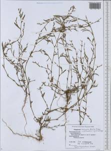 Спорыш птичий, Горец птичий  (Boreau) Berher, Восточная Европа, Нижневолжский район (E9) (Россия)