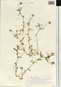 Фиалка трехцветная, Анютины глазки L., Восточная Европа, Средневолжский район (E8) (Россия)