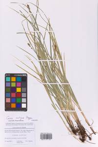 Осока колосистая, Восточная Европа, Московская область и Москва (E4a) (Россия)