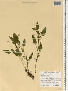 Viola stagnina Kit., Восточная Европа, Центральный лесостепной район (E6) (Россия)