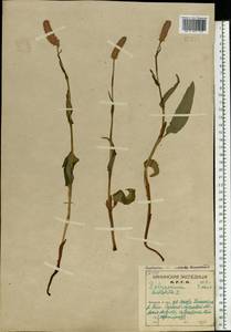 Змеевик лекарственный, Восточная Европа, Северный район (E1) (Россия)