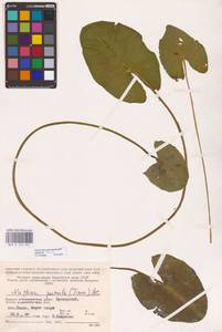 Кубышка малая (Timm) DC., Восточная Европа, Северный район (E1) (Россия)