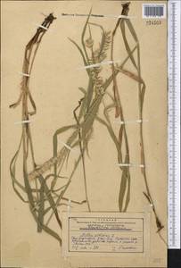 Перловник высокий L., Средняя Азия и Казахстан, Западный Тянь-Шань и Каратау (M3) (Казахстан)