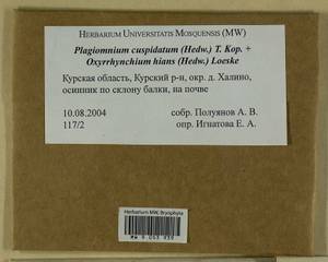 Plagiomnium cuspidatum (Hedw.) T.J. Kop., Гербарий мохообразных, Мхи - Центральное Черноземье (B10) (Россия)