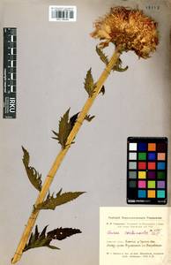 Rhaponticum carthamoides subsp. carthamoides, Сибирь, Алтай и Саяны (S2) (Россия)