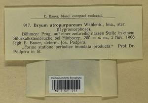 Pohlia atropurpurea (Wahlenb.) H. Lindb., Гербарий мохообразных, Мхи - Западная Европа (BEu) (Чехия)