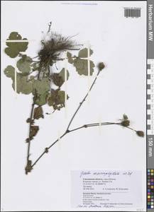Гравилат крупнолистный Willd., Восточная Европа, Западный район (E3) (Россия)