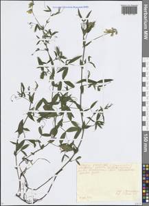 Чина луговая L., Восточная Европа, Московская область и Москва (E4a) (Россия)