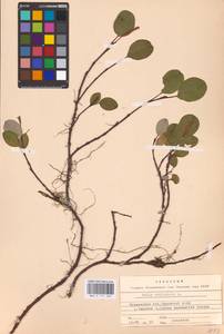 Ива сетчатая L., Восточная Европа, Северный район (E1) (Россия)