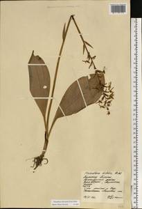 Любка зеленоцветковая (Custer) Rchb., Восточная Европа, Центральный район (E4) (Россия)