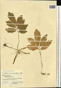 Сердечник пятилистный (M.Bieb.) Schmalh., Восточная Европа, Средневолжский район (E8) (Россия)