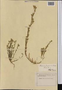 Minuartia mucronata subsp. mucronata, Западная Европа (EUR) (Неизвестно)