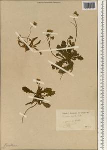 Crepis sancta subsp. sancta, Зарубежная Азия (ASIA) (Турция)