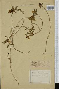 Polygaloides chamaebuxus (L.) O. Schwarz, Западная Европа (EUR) (Германия)