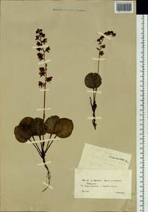 Pyrola asarifolia subsp. incarnata (DC.) A. E. Murray, Сибирь, Прибайкалье и Забайкалье (S4) (Россия)