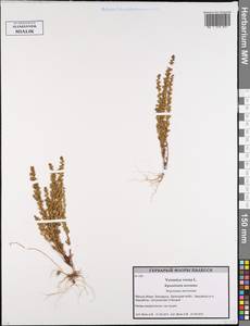 Вероника весенняя L., Восточная Европа, Белоруссия (E3a) (Белоруссия)