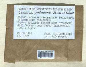 Scapania paludicola Loeske & Müll. Frib., Гербарий мохообразных, Мхи - Северный Кавказ и Предкавказье (B12) (Россия)