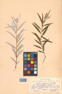 Ива Шверина E. L. Wolf, Сибирь, Дальний Восток (S6) (Россия)