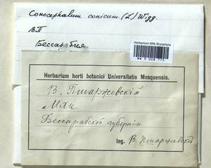 Conocephalum conicum (L.) Dumort., Гербарий мохообразных, Мхи - Украина и Молдавия (B3)