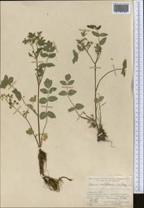 Helosciadium nodiflorum subsp. nodiflorum, Средняя Азия и Казахстан, Памир и Памиро-Алай (M2) (Узбекистан)