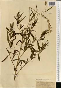 Кенигия альпийская (All.) T.M.Schust. & Reveal, Монголия (MONG) (Монголия)