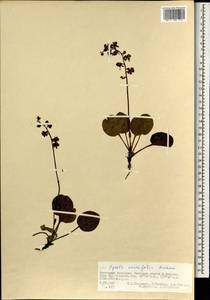 Pyrola asarifolia subsp. incarnata (DC.) A.E.Murray, Монголия (MONG) (Монголия)