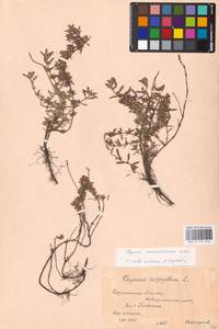 MHA 0 157 242, Thymus pannonicus All., Восточная Европа, Центральный лесостепной район (E6) (Россия)