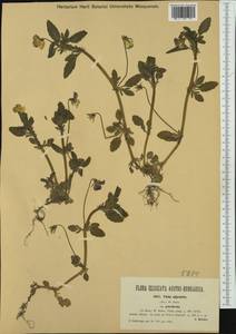 Viola tricolor subsp. polychroma (A. Kern.) Nyman, Западная Европа (EUR) (Австрия)
