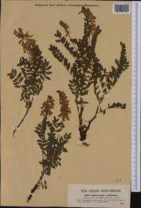 Hedysarum hedysaroides subsp. exaltatum (A.Kern.)Zertova, Западная Европа (EUR) (Италия)
