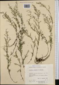 Asperula purpurea (L.) Ehrend., Западная Европа (EUR) (Черногория)