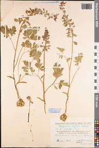 Хохлатка плотная (L.) Clairv., Восточная Европа, Северо-Украинский район (E11) (Украина)