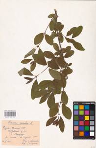 Жимолость голубая L., Восточная Европа, Северный район (E1) (Россия)