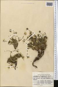 Psychrogeton brachyspermus (Botsch.) Grierson, Средняя Азия и Казахстан, Памир и Памиро-Алай (M2) (Таджикистан)