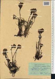 Мытник судетский Willd., Сибирь, Западная Сибирь (S1) (Россия)