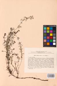 Galium mollugo × verum, Восточная Европа, Северо-Западный район (E2) (Россия)