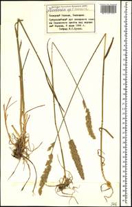 Koeleria eriostachya Pancic, Кавказ, Ставропольский край, Карачаево-Черкесия, Кабардино-Балкария (K1b) (Россия)