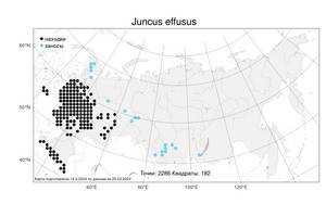 Juncus effusus, Ситник развесистый L., Атлас флоры России (FLORUS) (Россия)