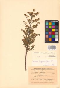 Spiraea crenata subsp. crenata, Восточная Европа, Центральный лесостепной район (E6) (Россия)