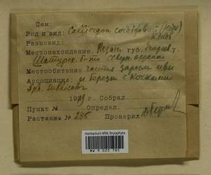 Calliergon cordifolium (Hedw.) Kindb., Гербарий мохообразных, Мхи - Москва и Московская область (B6a) (Россия)