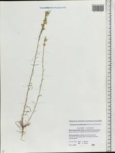 Желтушник белоцветковый (Stephan) B. Fedtsch., Восточная Европа, Нижневолжский район (E9) (Россия)