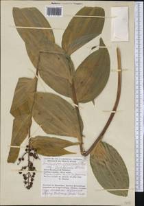 Maianthemum racemosum subsp. amplexicaule (Nutt.) LaFrankie, Америка (AMER) (Канада)