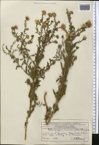 Heteropappus altaicus var. canescens (Nees) Serg., Средняя Азия и Казахстан, Западный Тянь-Шань и Каратау (M3) (Казахстан)