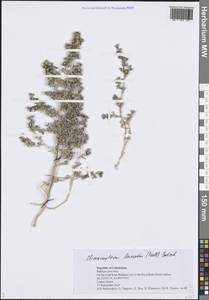 Климакоптера шерстистая (Pall.) Botsch., Средняя Азия и Казахстан, Сырдарьинские пустыни и Кызылкумы (M7) (Узбекистан)