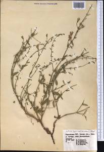 Salvia schmalbausenii Regel, Средняя Азия и Казахстан, Западный Тянь-Шань и Каратау (M3) (Киргизия)