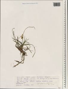 Ophiopogon japonicus (Thunb.) Ker Gawl., Зарубежная Азия (ASIA) (Индия)